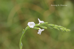 Priva cordifolia